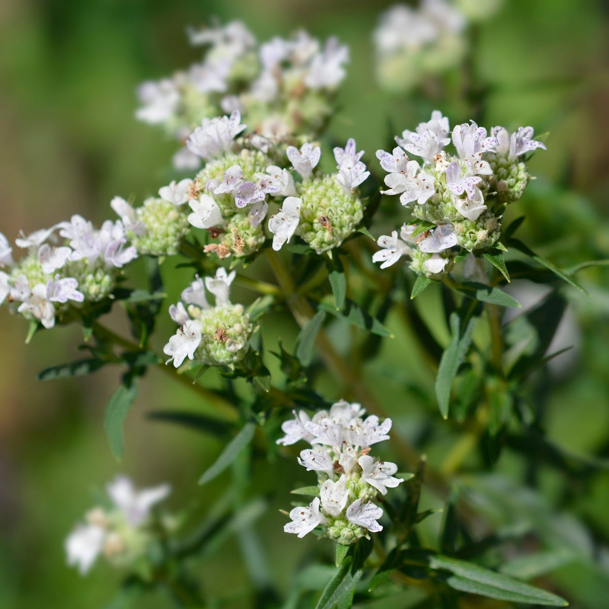 MHD 06/26 Amerikanische Bergminze Samen, Pycnanthemum pilosum