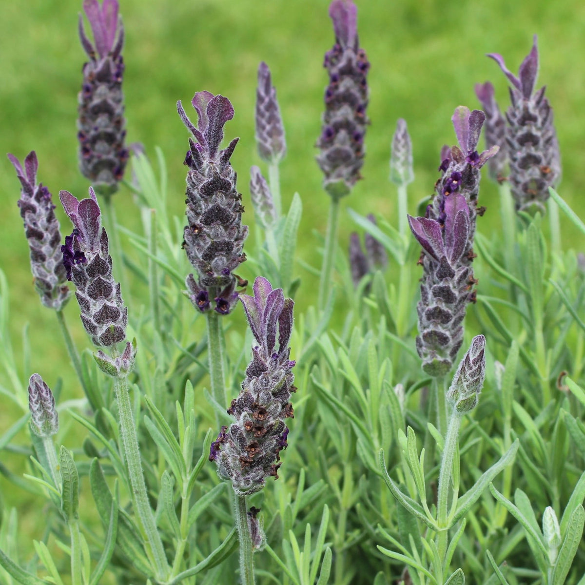 MHD 06/26 Spanischer Lavendel Samen, Lavandula stoechas ssp. pedunculata