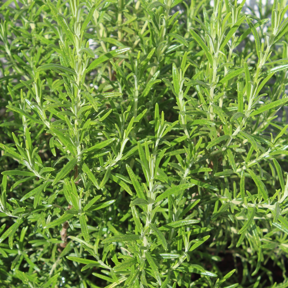 MHD 06/26 Rosmarin Samen