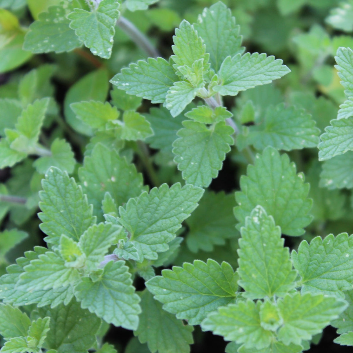 MHD 06/26 Echte Katzenminze Samen, Nepeta cataria