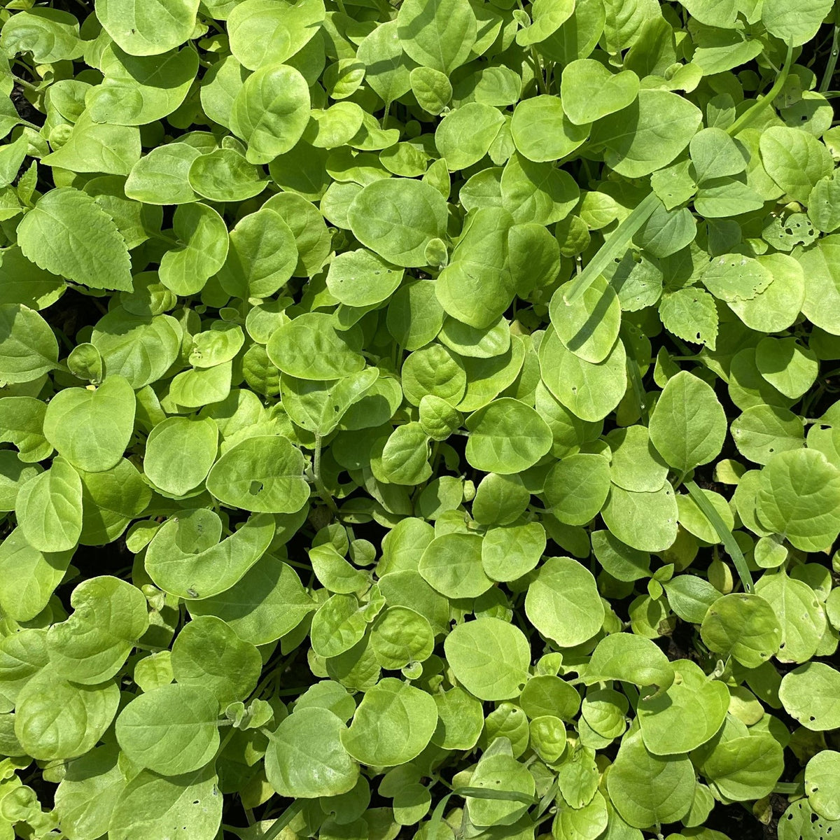 Winterportulak Clayton Cuba Samen