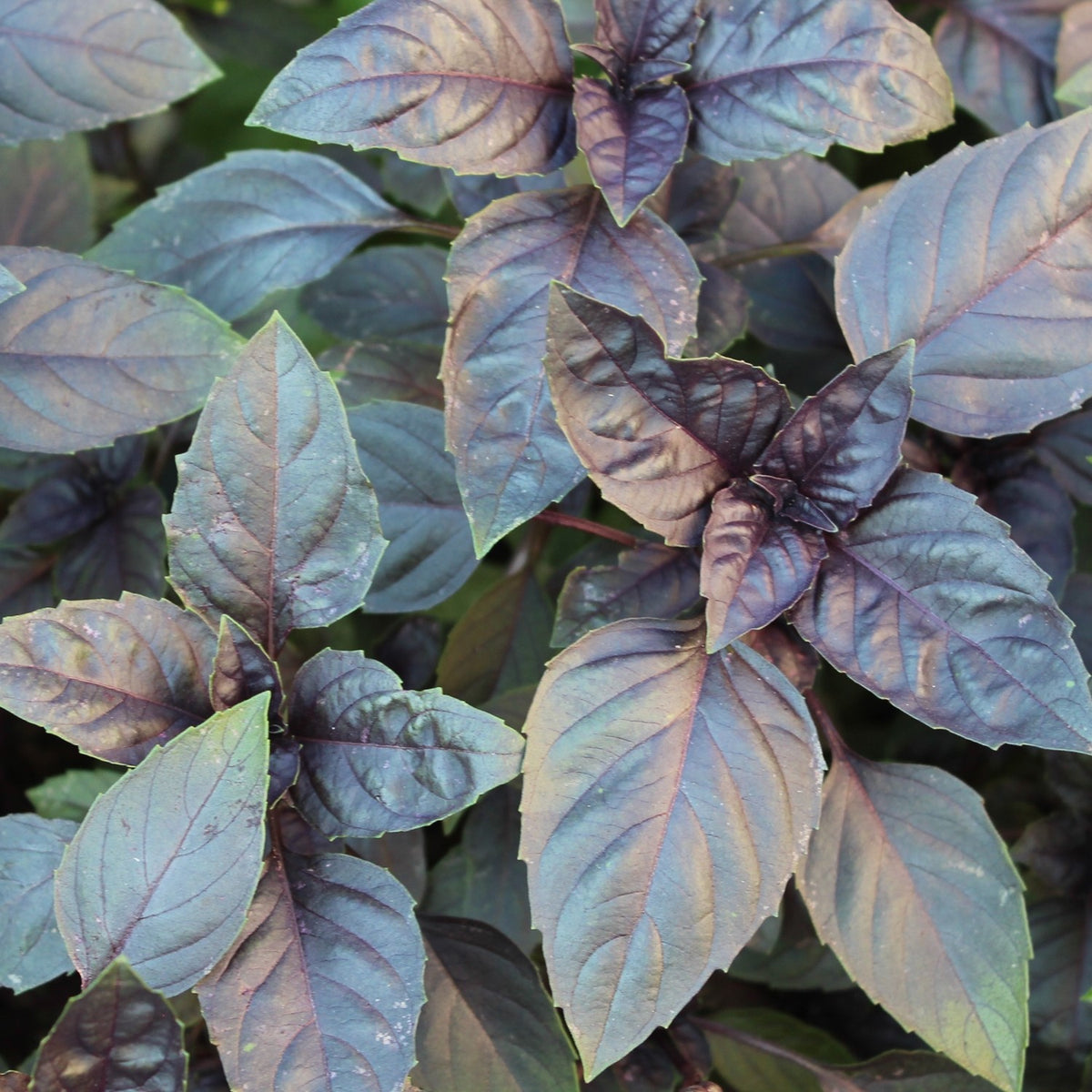 Basilikum Dark Opal Samen