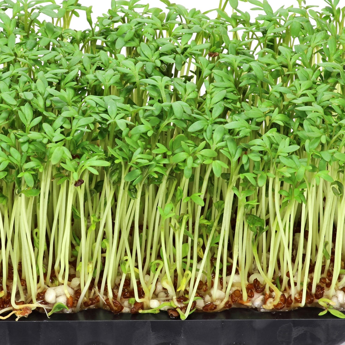 Bio-Gartenkresse Samen