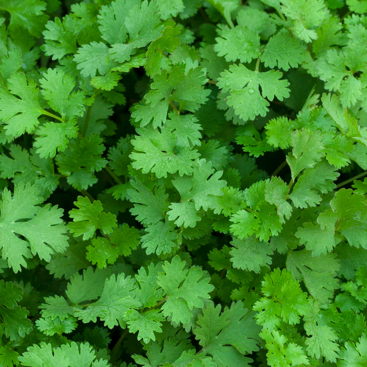 Koriander Samen, Coriandrum sativum