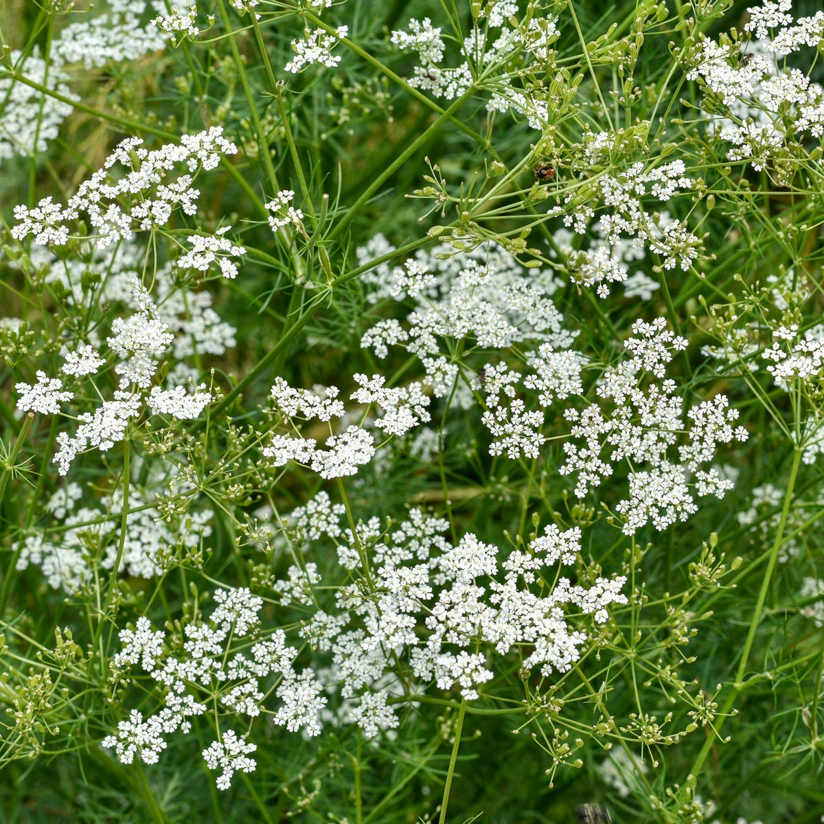 Kreuzkümmel Samen, Cuminum cyminum