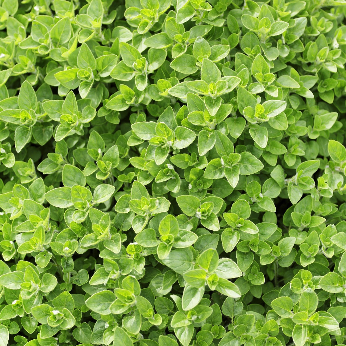 MHD 06/26 Majoran Samen, Origanum marjorana