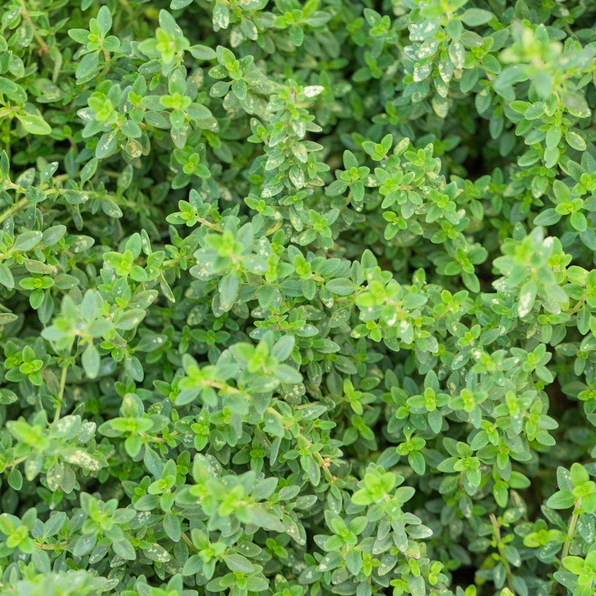 Echter Thymian Samen, Thymus vulgaris