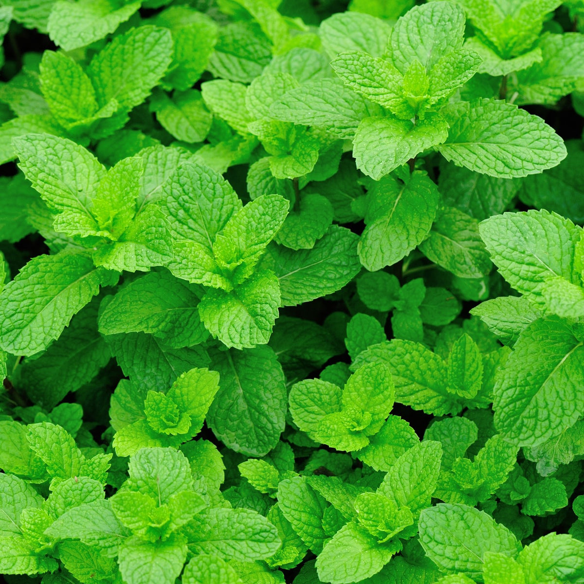 Grüne Minze Samen, Mentha viridis