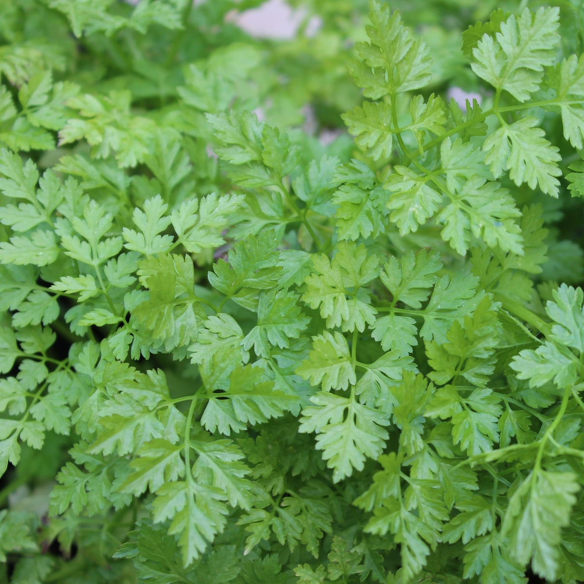 MHD 06/26 Kerbel Commun Samen, Anthriscus cerefolium