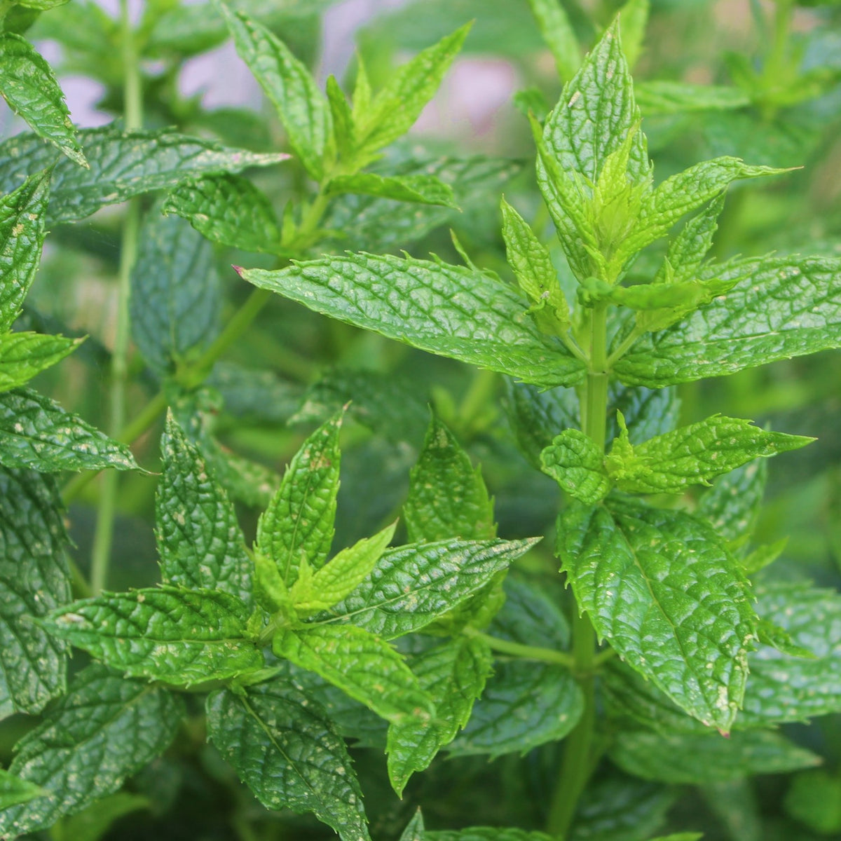Pfefferminze Samen, Mentha piperita