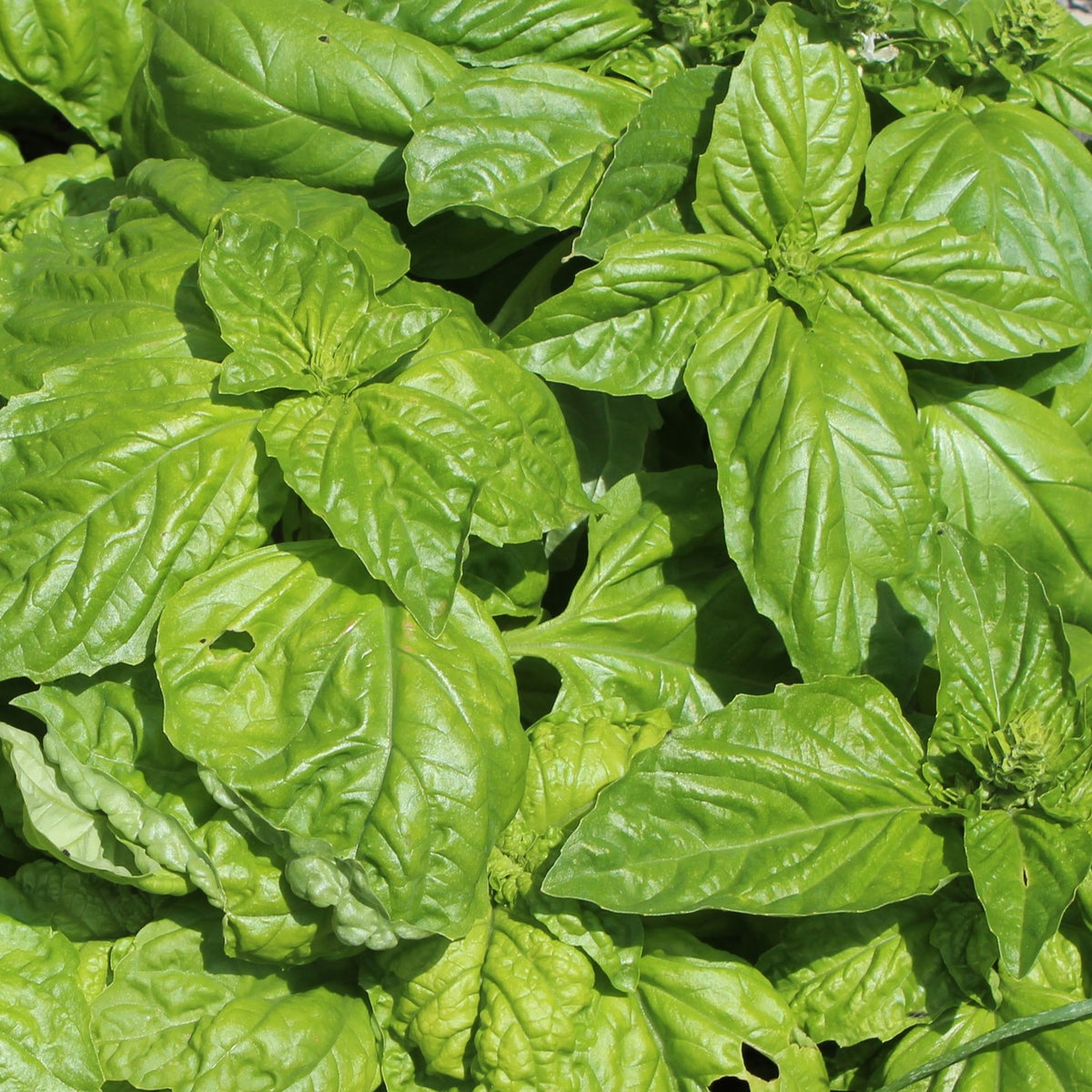 Riesenbasilikum Lettuce leaved Samen, Ocimum basilicum