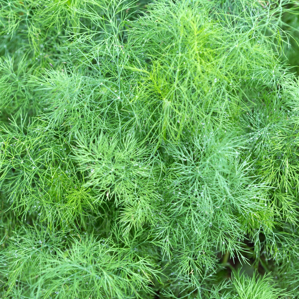 Dill Hera Samen, Anethum graveolens