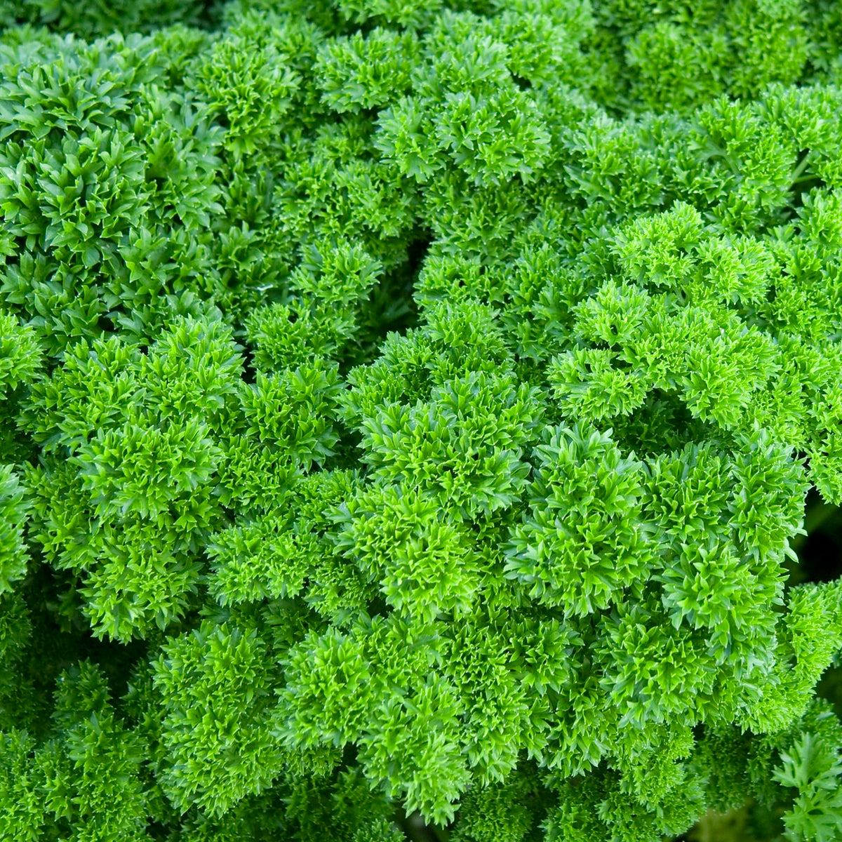 Gekräuselte Petersilie Grüne Perle Samen, Petroselinum crispum