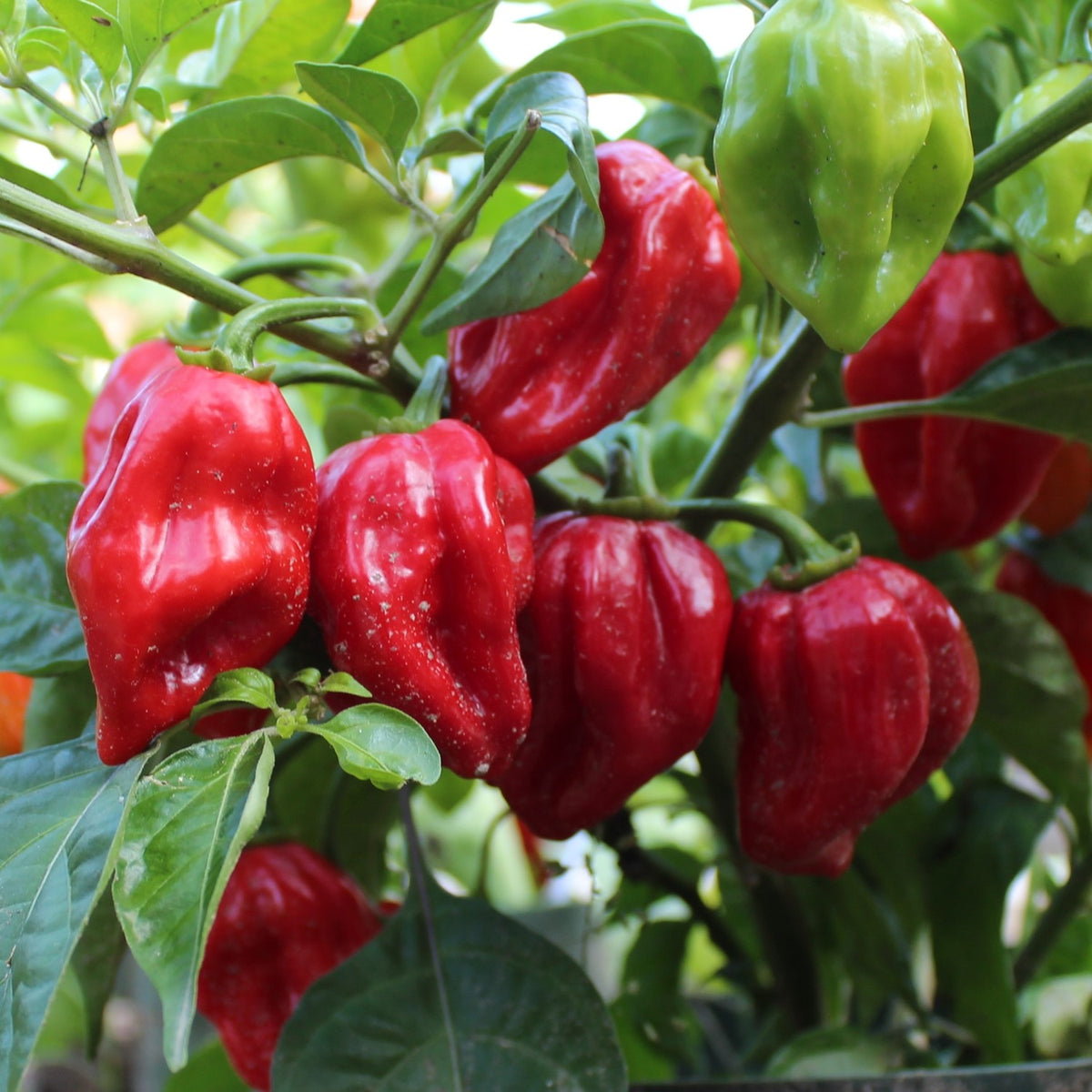 Chili Habanero rot Samen