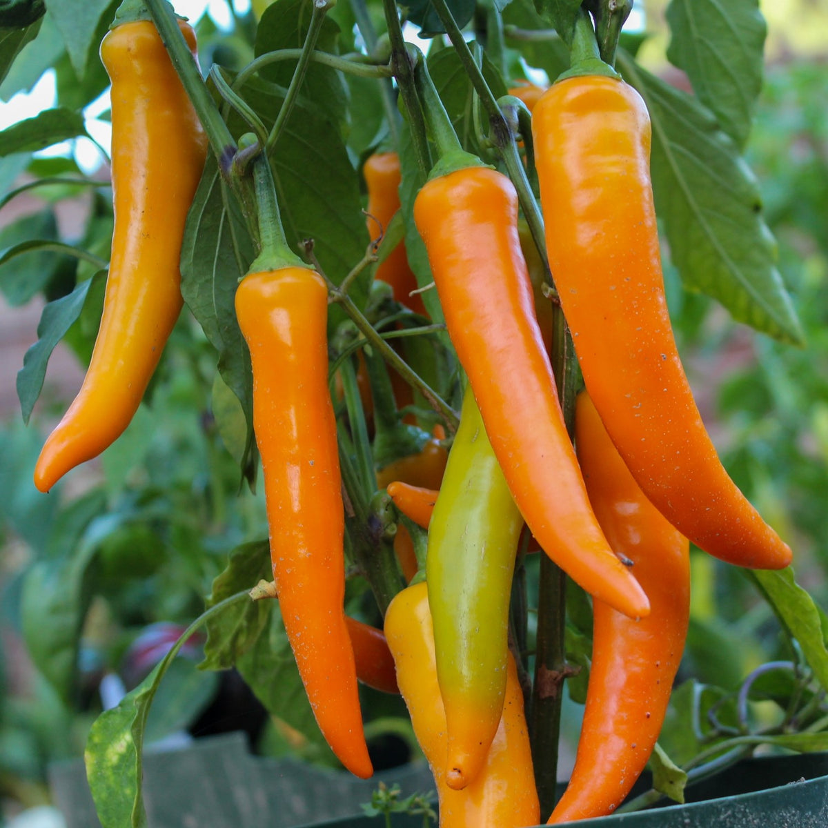 Paprika Harvey Samen