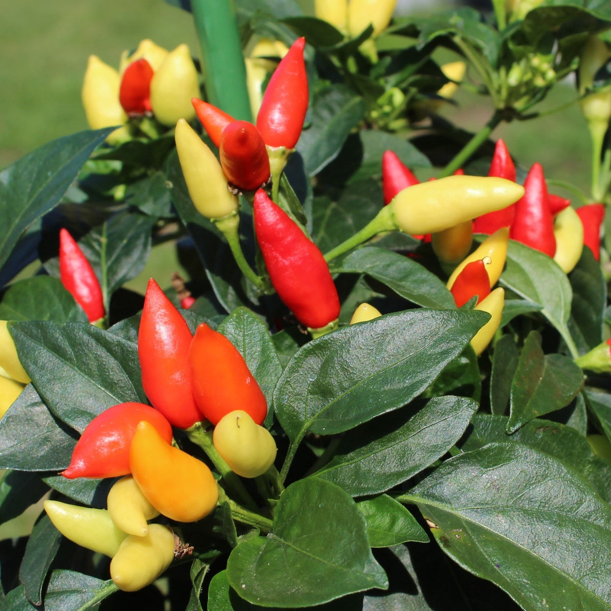 Chili Little Wonder Samen