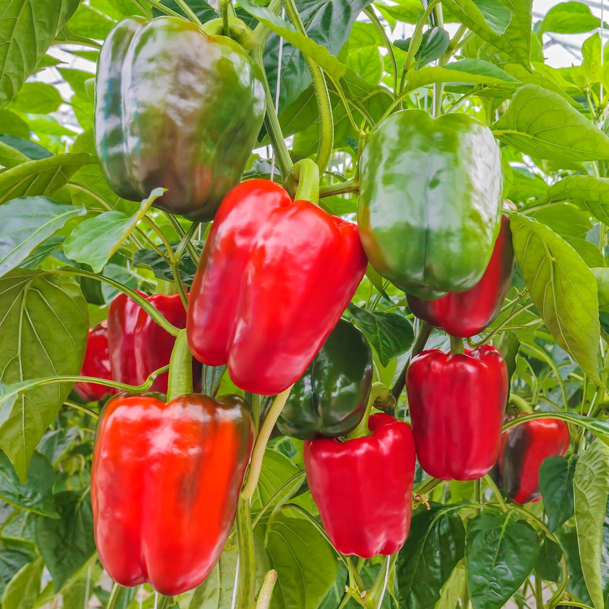 Paprika Yolo Wonder Samen