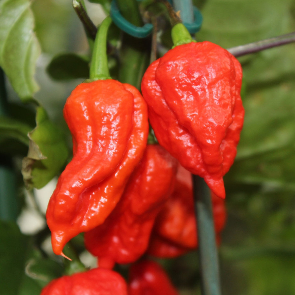 Chili Bhut Jolokia Samen