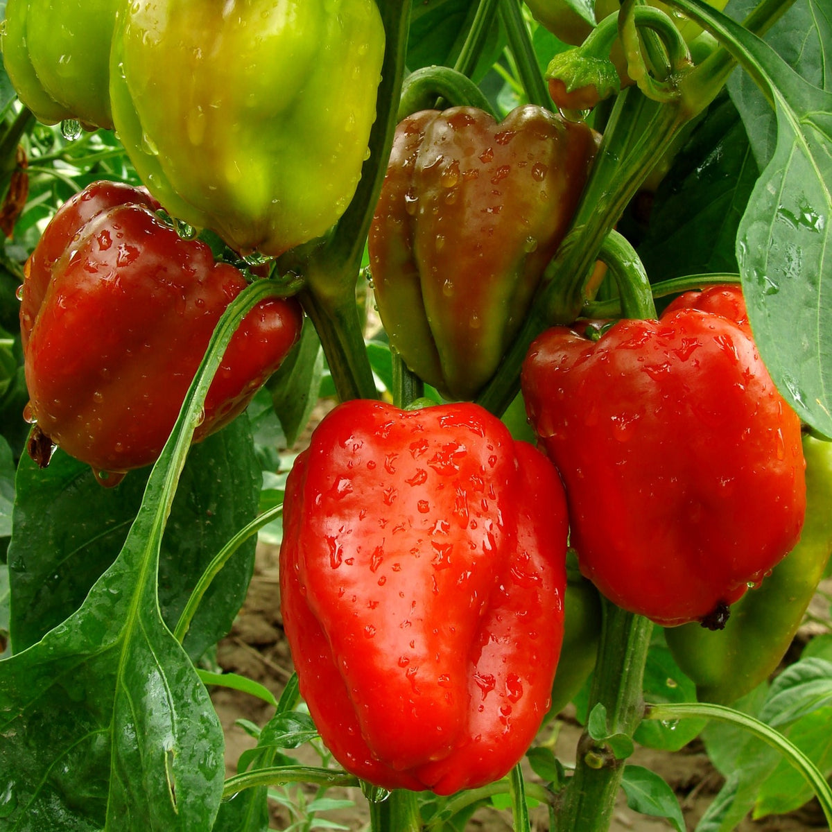 Paprika Robertina Samen