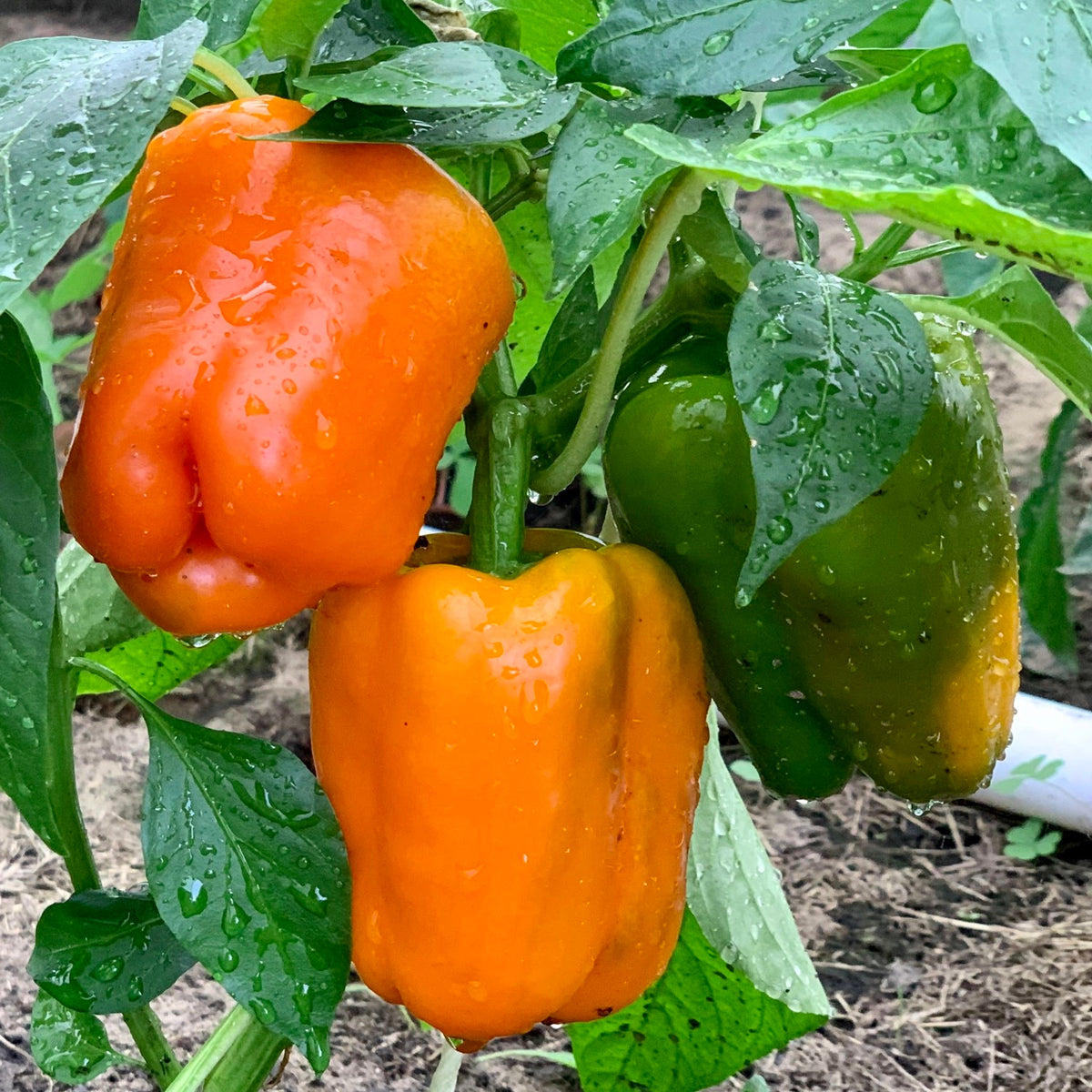 Paprika Orange Horizon Samen