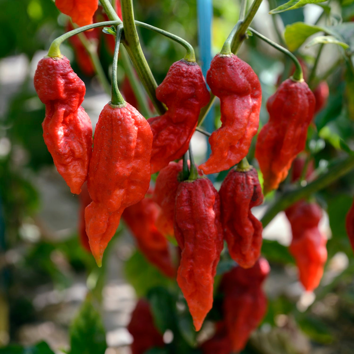 Chili Naga Morich Samen