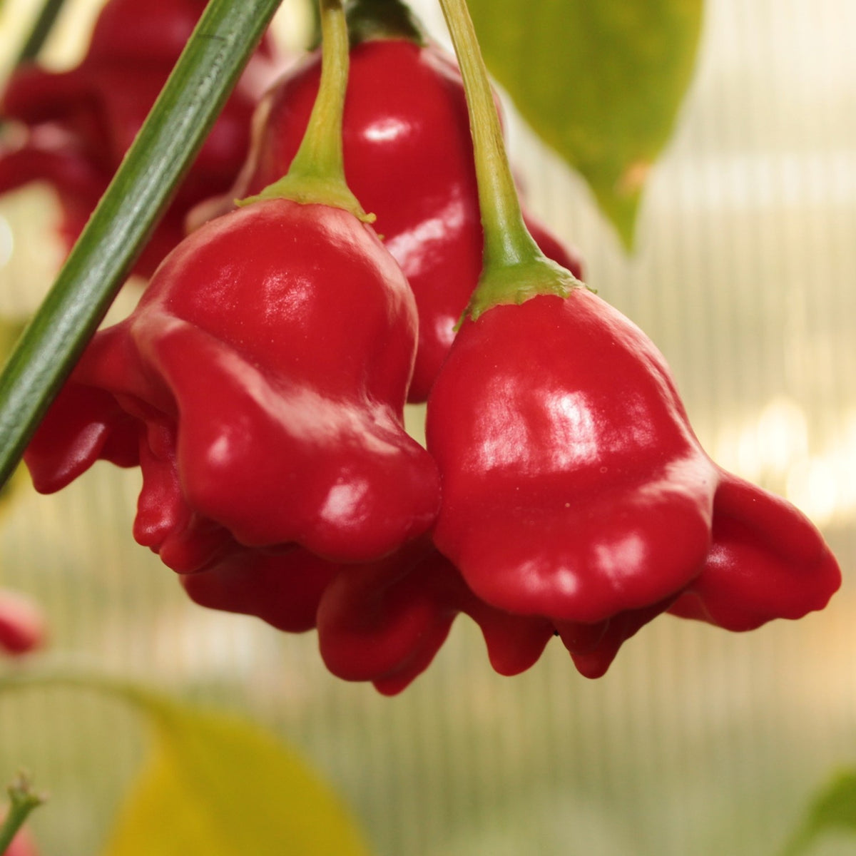 Glockenchili Bishops Crown Samen