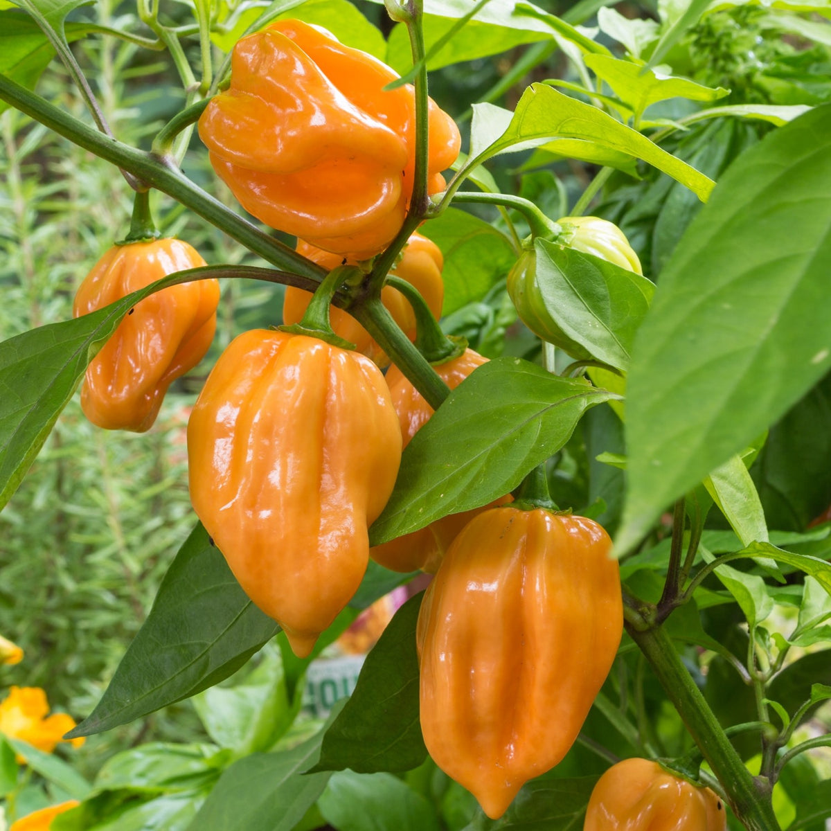 Chili Habanero orange Samen