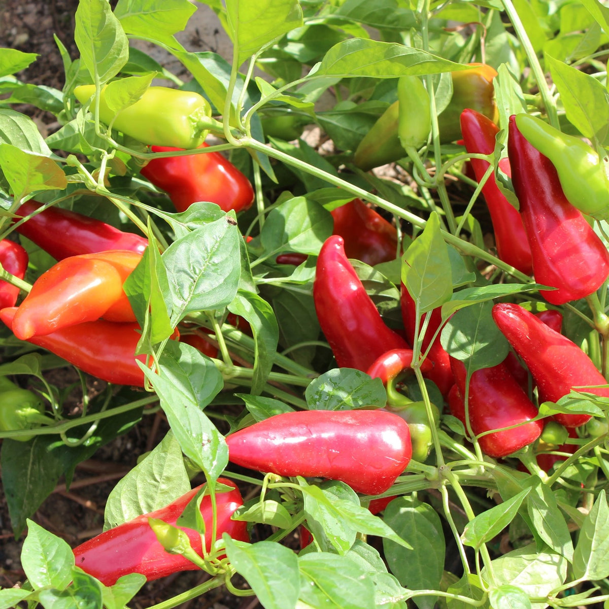 Bio-Paprika Poromeo Samen