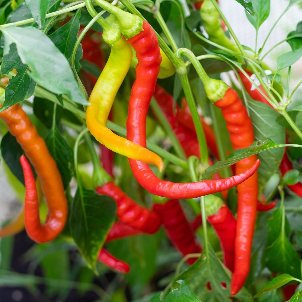 MHD 06/26 Paprika Ohnivec Samen