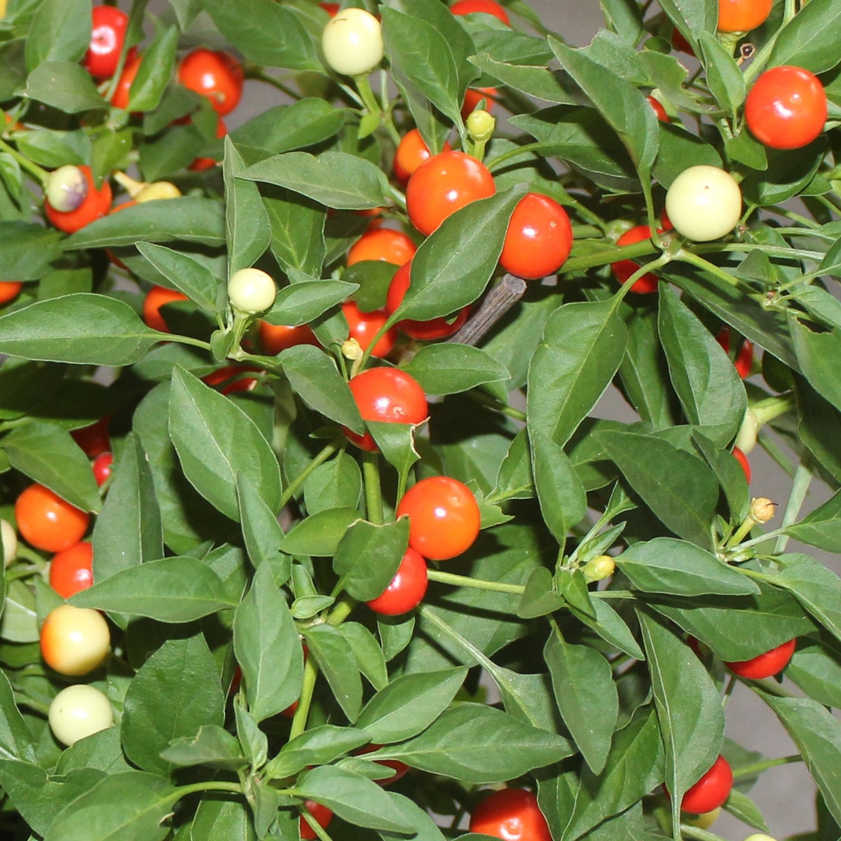 MHD 06/26 Chili Emma Samen