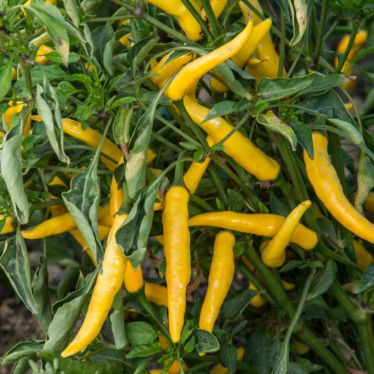 Bio-Chili Spika Zitronen Samen