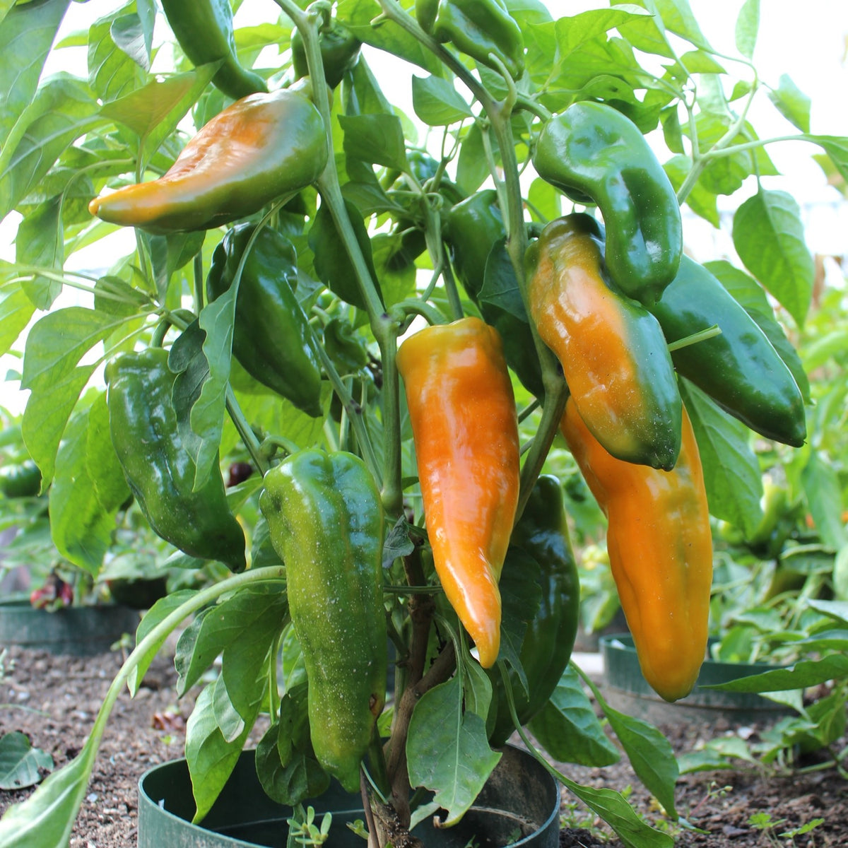 MHD 06/26 Paprika Ornela Samen