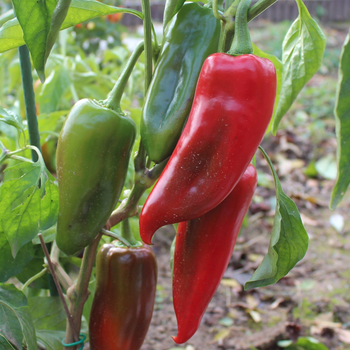 Paprika Kurtovska Kapiya Samen