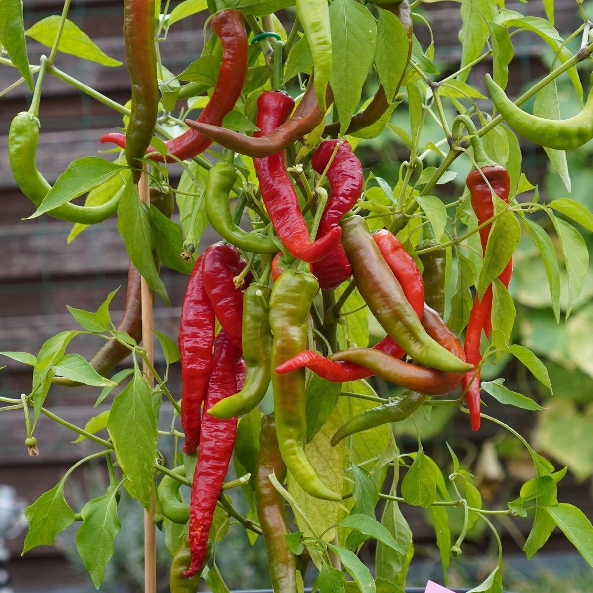 MHD 06/26 Chili Poseidon Samen