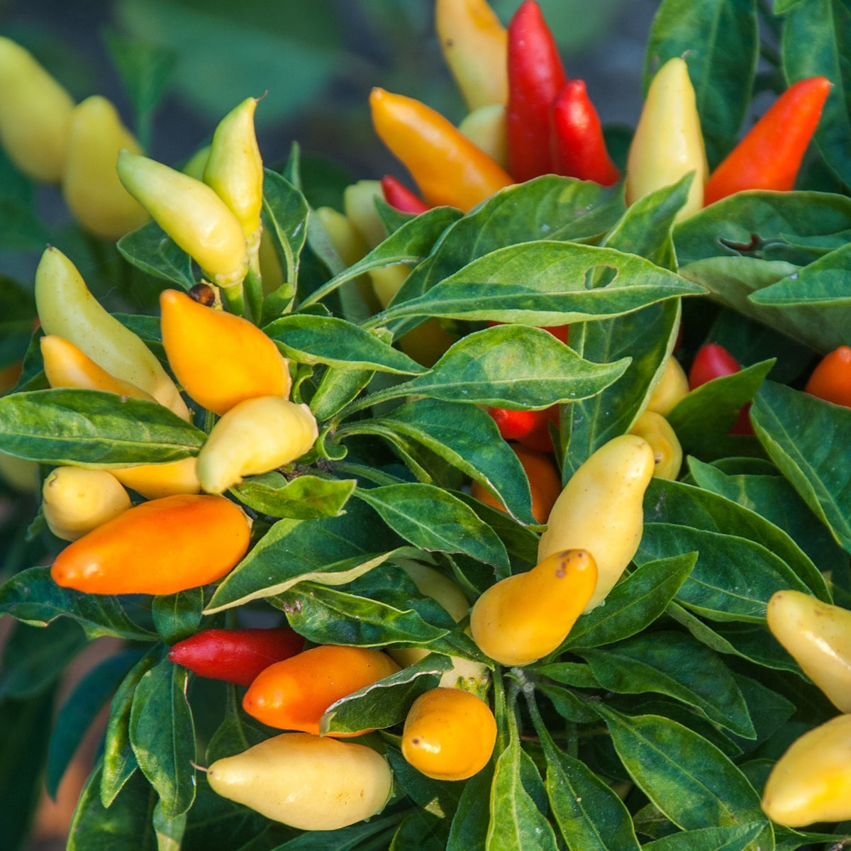 Bio-Chili Prairie Fire Samen