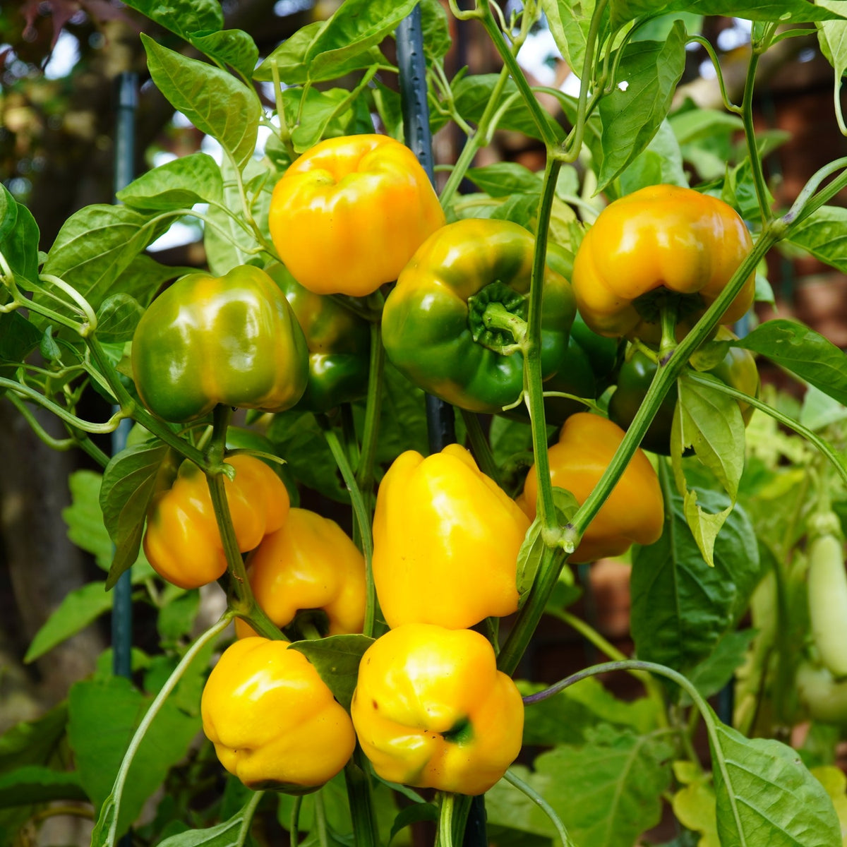 MHD 06/26 Paprika Marta Polka Samen