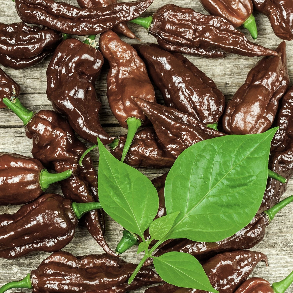 Chili Naga Black Samen