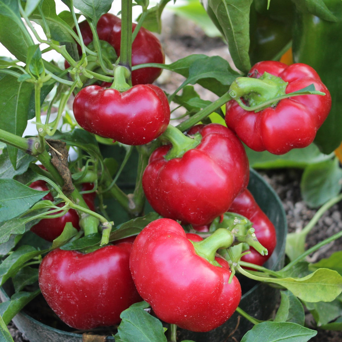 Paprika Topepo rosso Samen