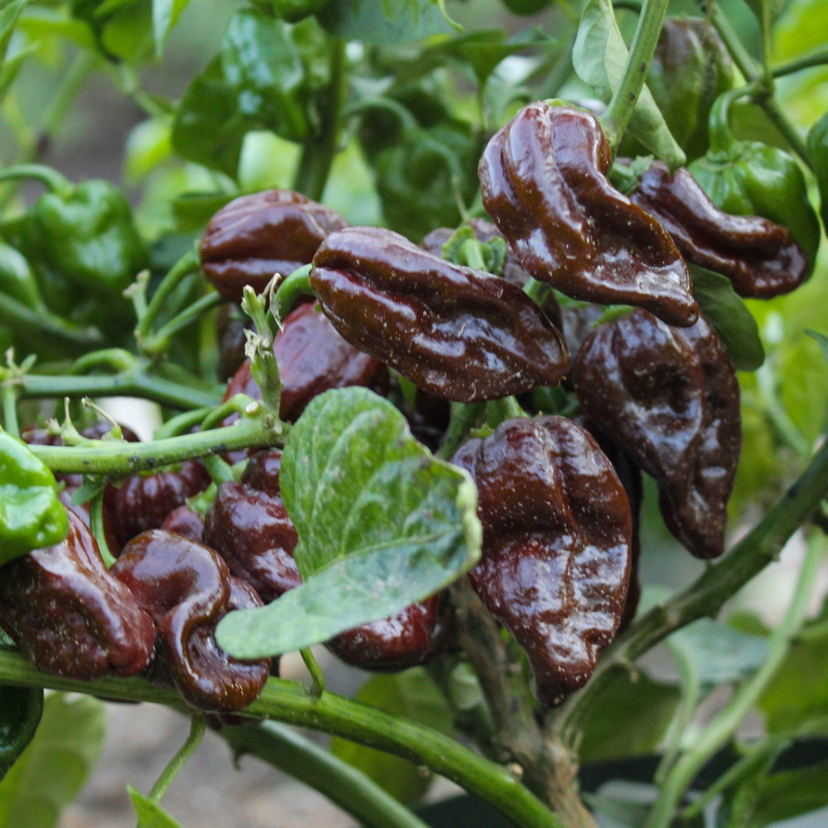 Chili Habanero Chocolate Samen