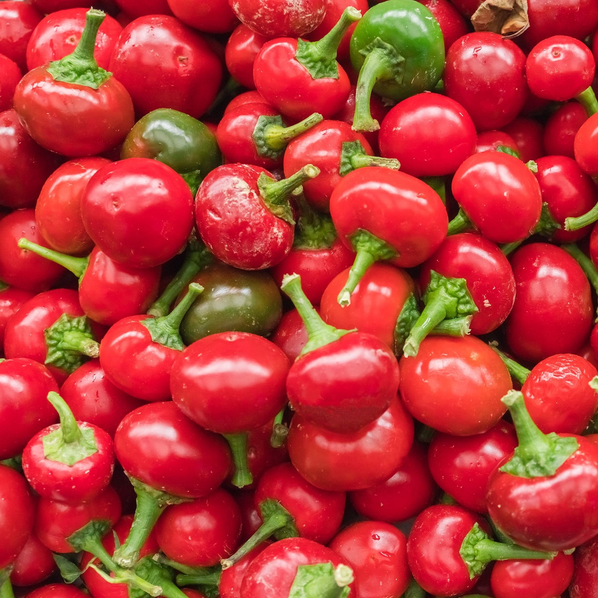 Chili Koral/Ciliegia piccante Samen