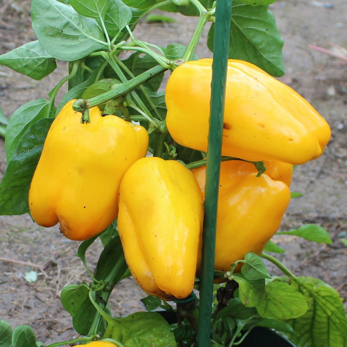 Paprika Quadrato d´Asti giallo Samen