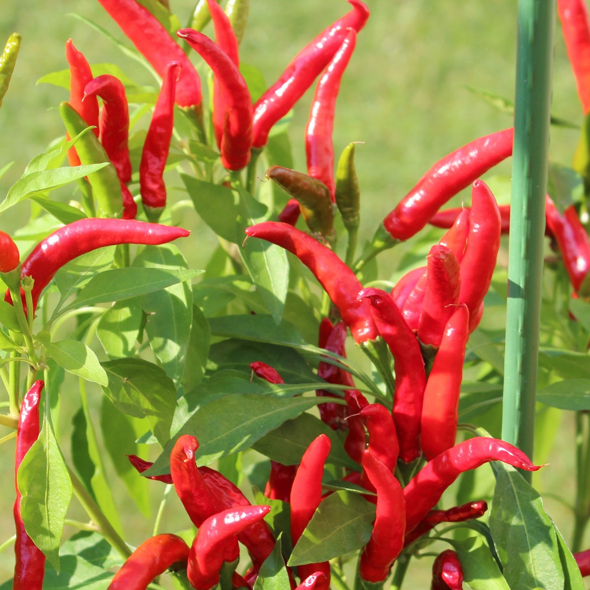 Chili Bird's Eye Samen