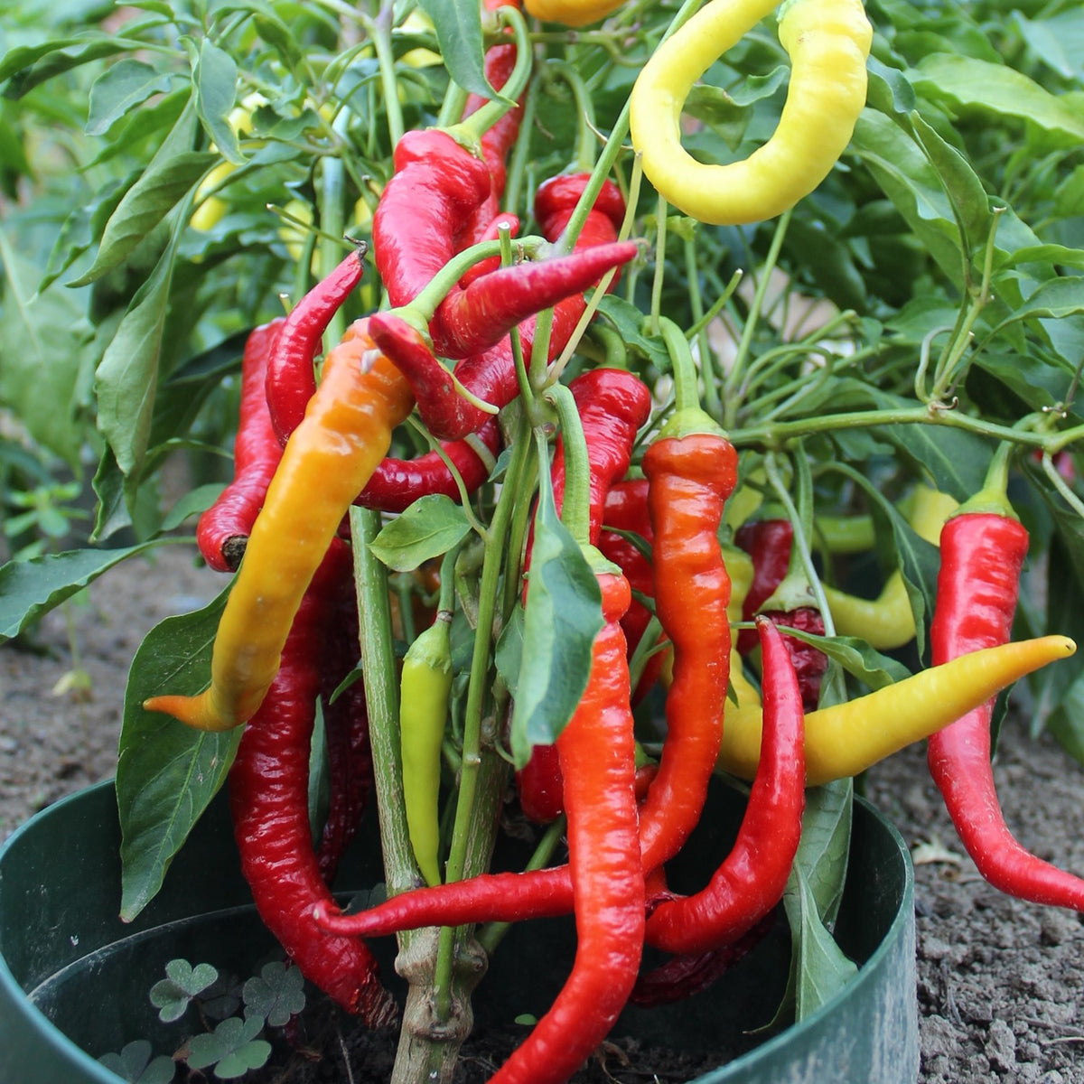 MHD 06/26 Paprika Beros Samen