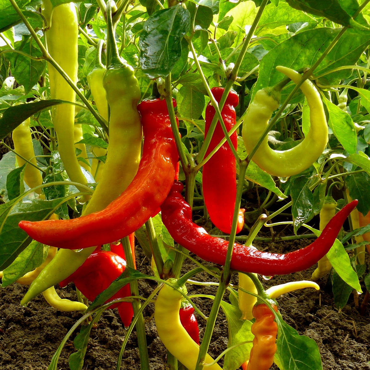 MHD 06/26 Paprika Harriet Samen