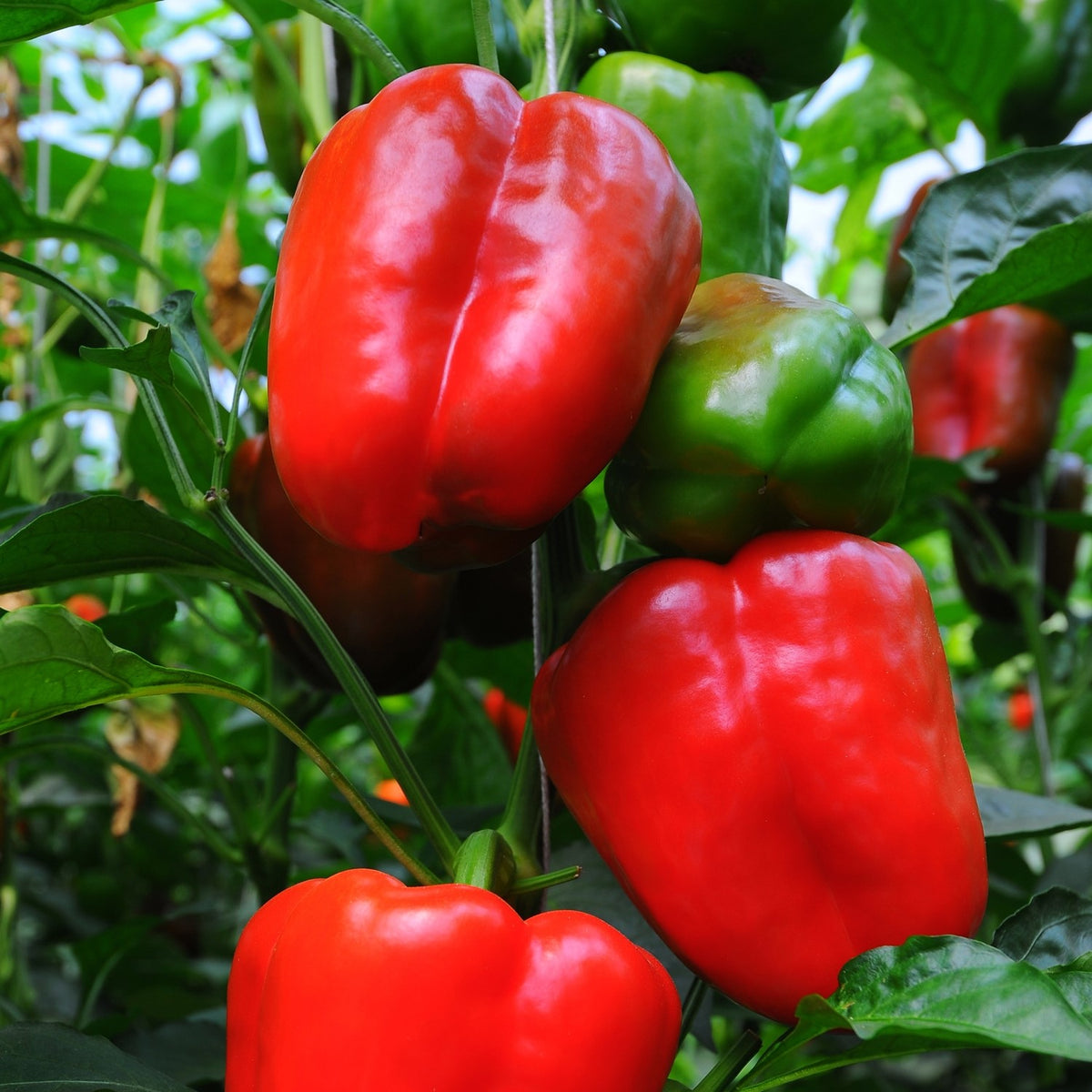 Paprika Neusiedler Ideal Samen