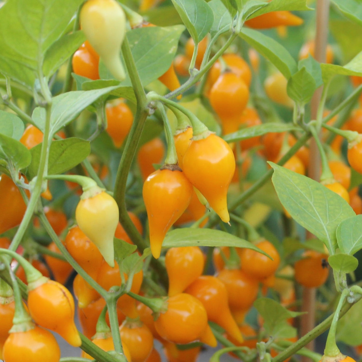 Chili Biquinho gelb Samen