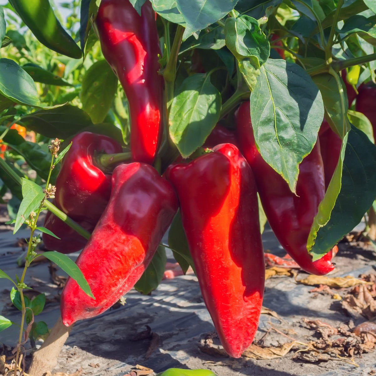Paprika Parade Samen