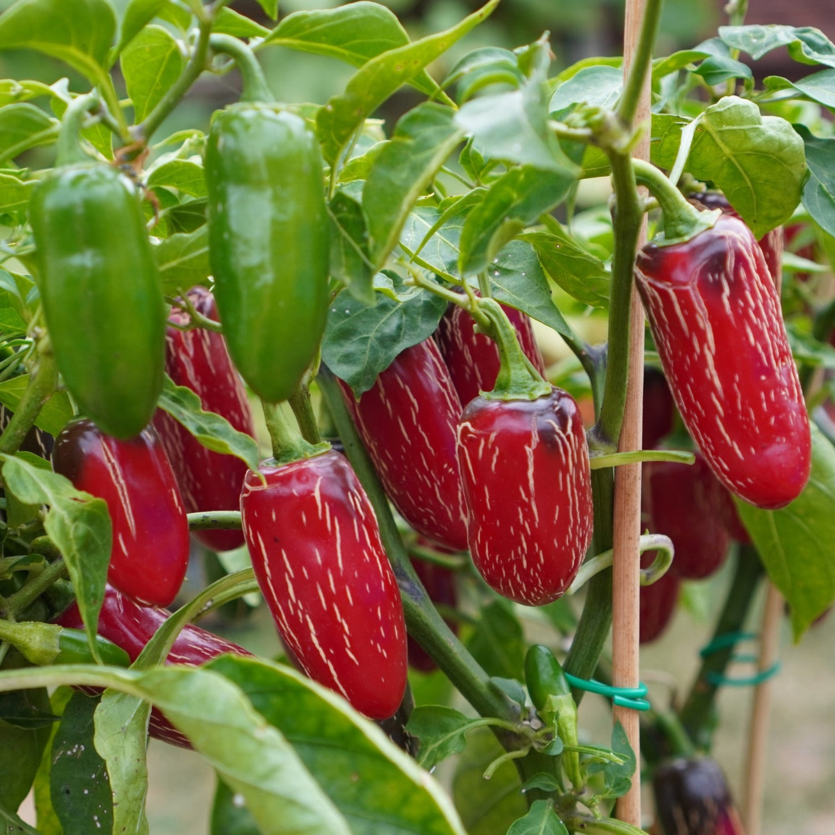 Bio-Chili Jalapeno M Samen