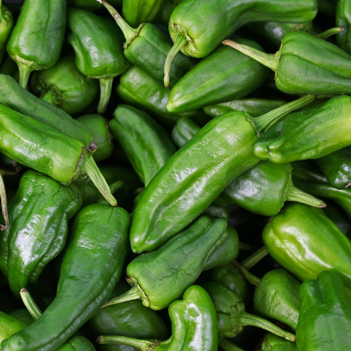 Paprika Padron Samen