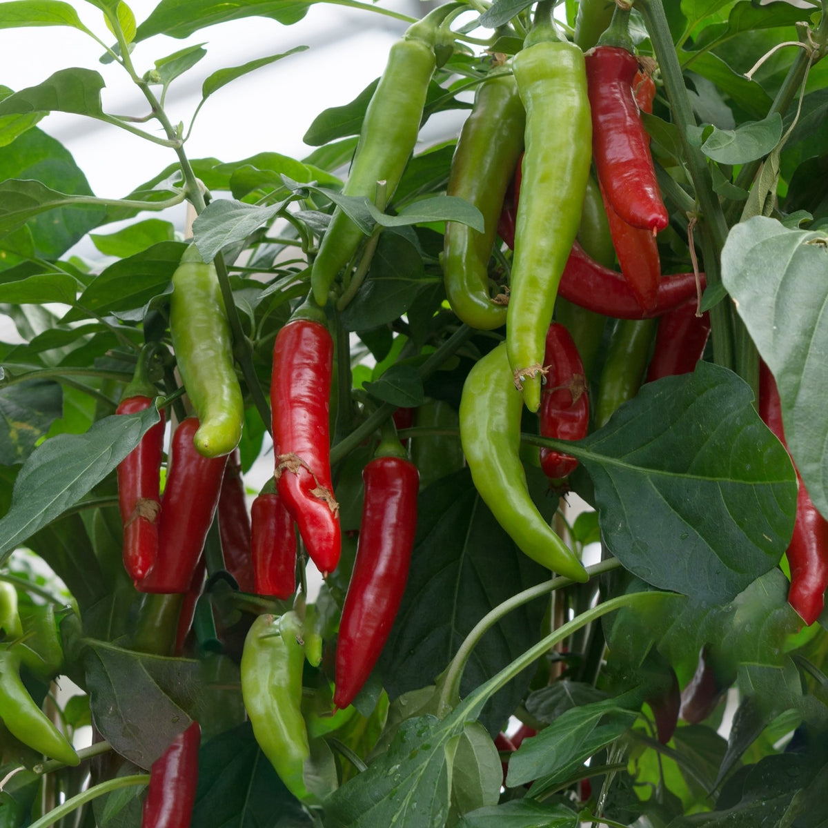 Paprika Rokita Samen